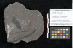 Foto (Objekt + Etikett) von Equisetum ungeri Ettingshausen (NHMW-GEO-2024-0188-10560)
